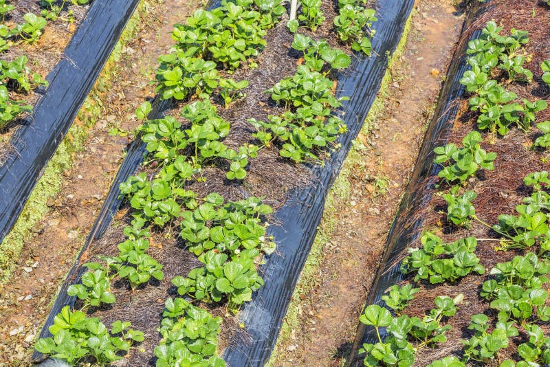 Strawberry rows in the sunshine royalty free stock image Strawberry rows in the sunshine royalty free stock image